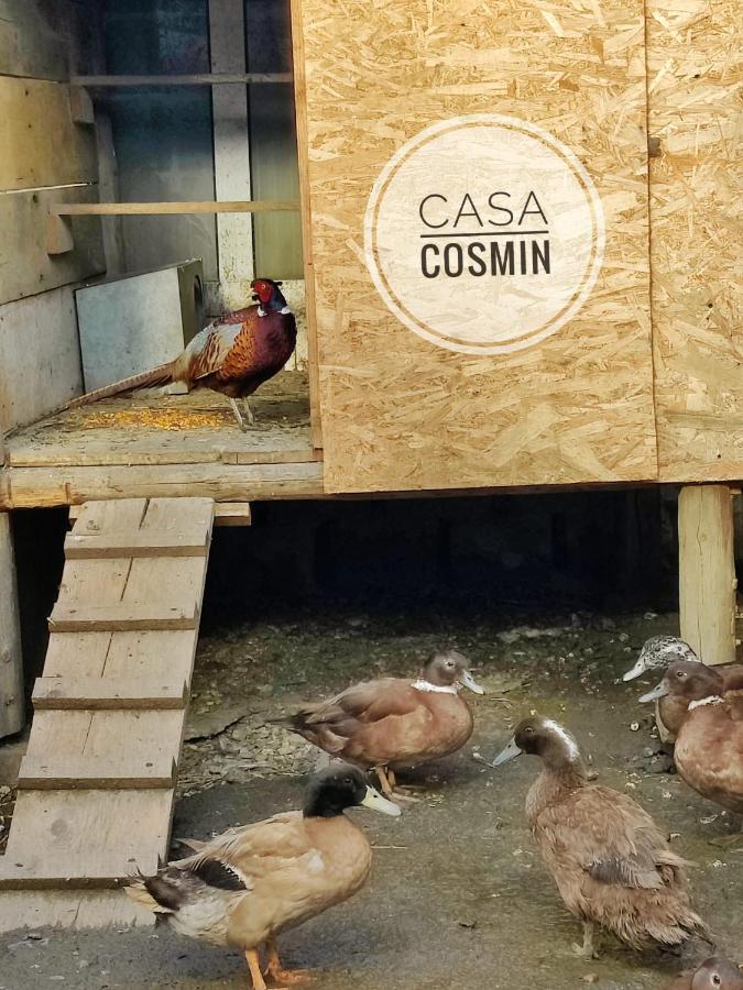 Casa Cosmin Cincu Hotel Exterior foto